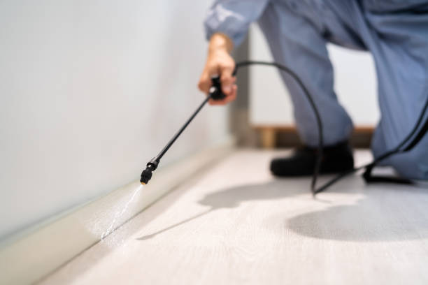 Best Flea Control Services  in Maroa, IL